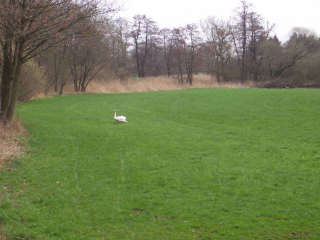 Schwan auf Wiese