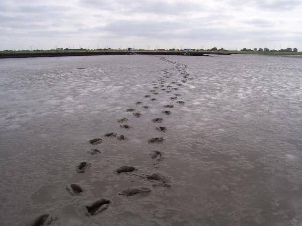 Nordsee-Watt