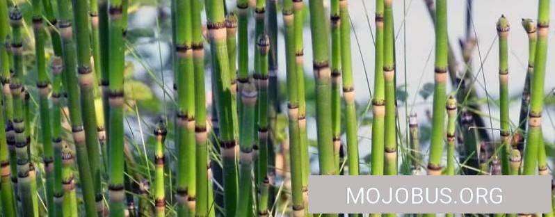 Was Zinnkraut oder Hirtenäschel alles kann