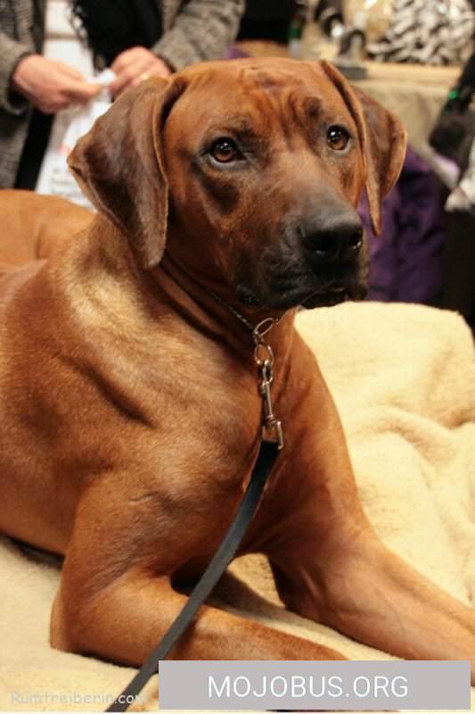 rhodesian ridgeback photo