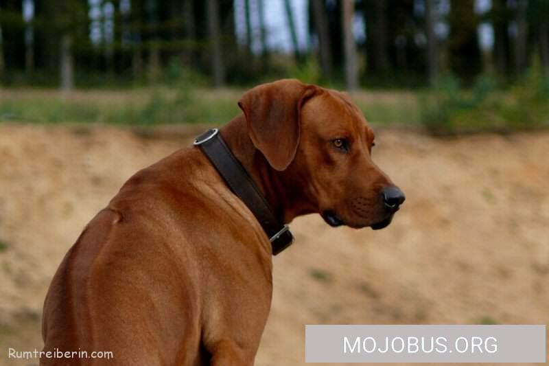 rhodesian ridgeback photo