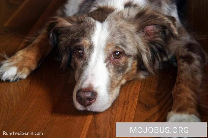 Welche Fellnase passt zu uns Rumtreibern?