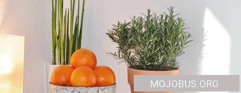 Rosmarin, das vielseitige Küchenkraut