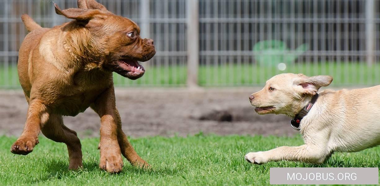 Wieder allein mit Max im Wohnmobil