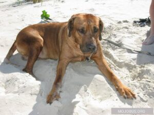 Rhodesian Ridgeback "Leon"