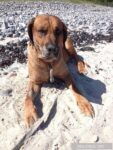Leon unser Rhodesian Ridgeback, unser Löwenherz: Eine Reise über die Regenbogenbrücke