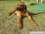 Leon unser Rhodesian Ridgeback, unser Löwenherz: Eine Reise über die Regenbogenbrücke