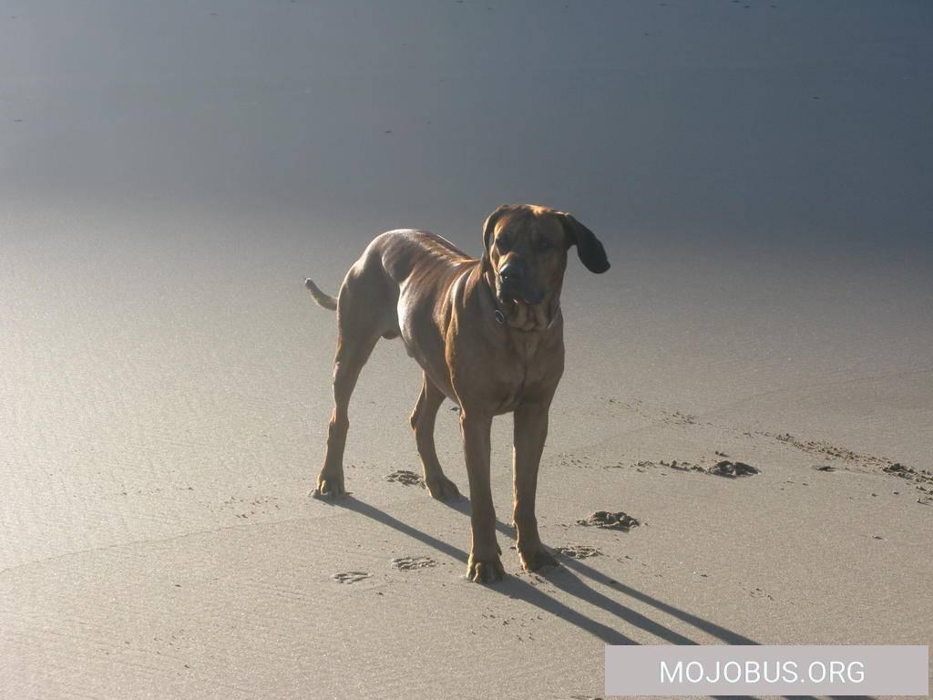 Ein großer Hund im Wohnmobil ...muss ich da Bedenken im Ausland haben??