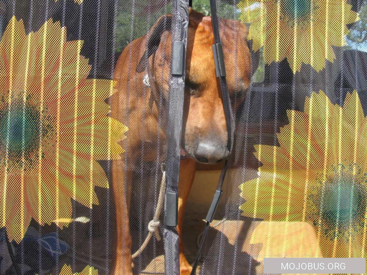 Moskitonetz Magic Klick Motiv Sonnenblume im Wohnmobil :-)