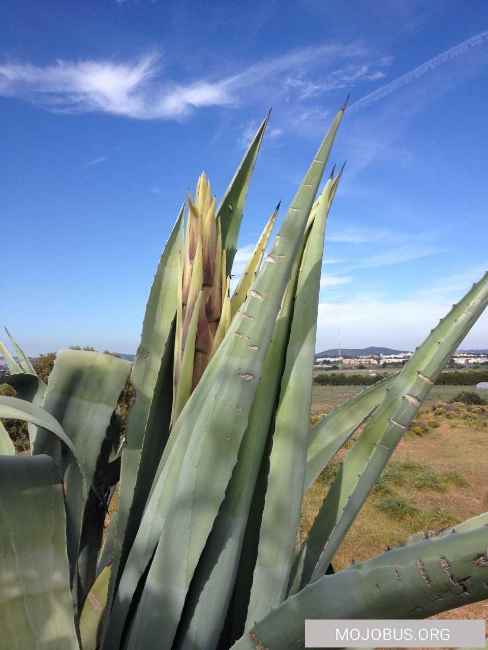 Bilder des Tages/ Zu Ostern schlüpft die Agave in Portugal :-)