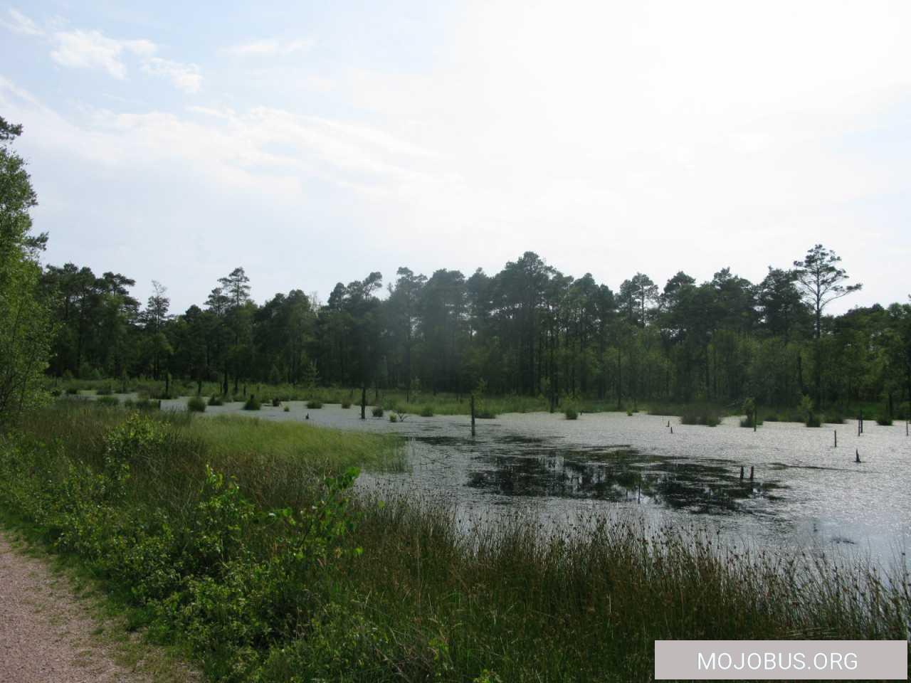 Moorige Eindrücke vom Südrand der Lüneburger Heide