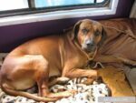 Leon unser Rhodesian Ridgeback, unser Löwenherz: Eine Reise über die Regenbogenbrücke