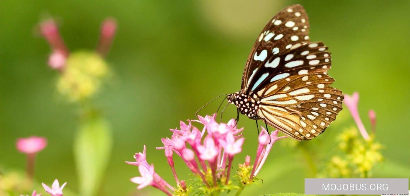 Womo Fruehlingsboten