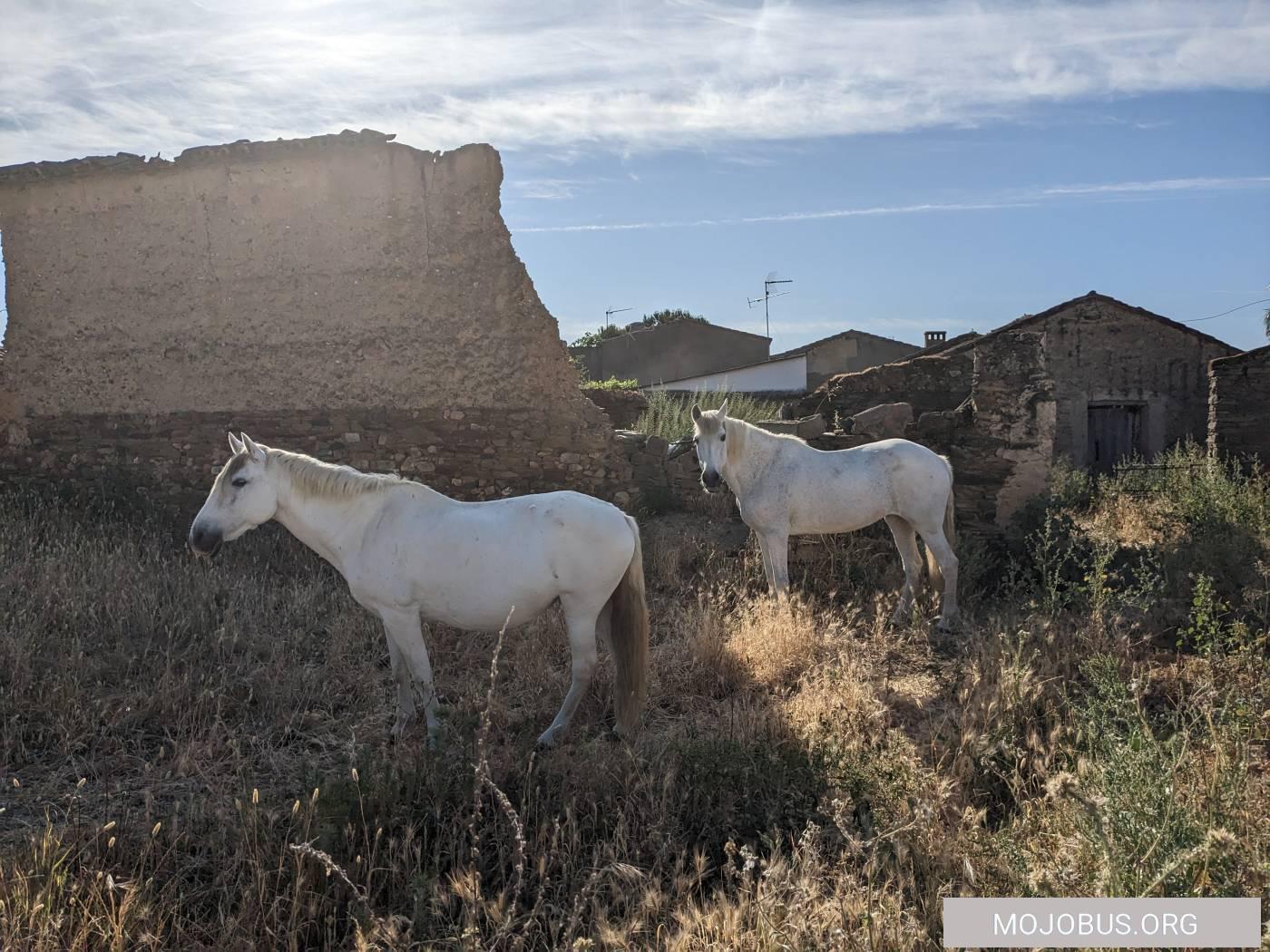 Cañaveral Spanische Pferde