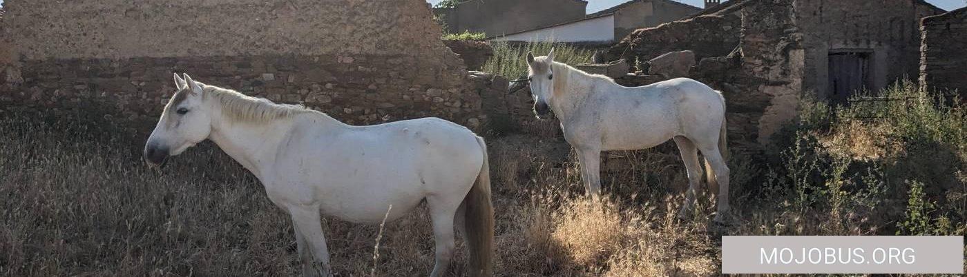 Cañaveral Spanische Pferde