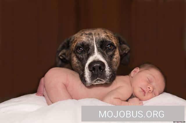 dog-1718242_640-1