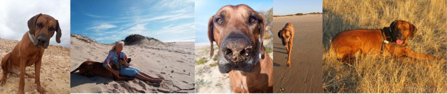 Featured image for “Leon unser Rhodesian Ridgeback, unser Löwenherz: Eine Reise über die Regenbogenbrücke”