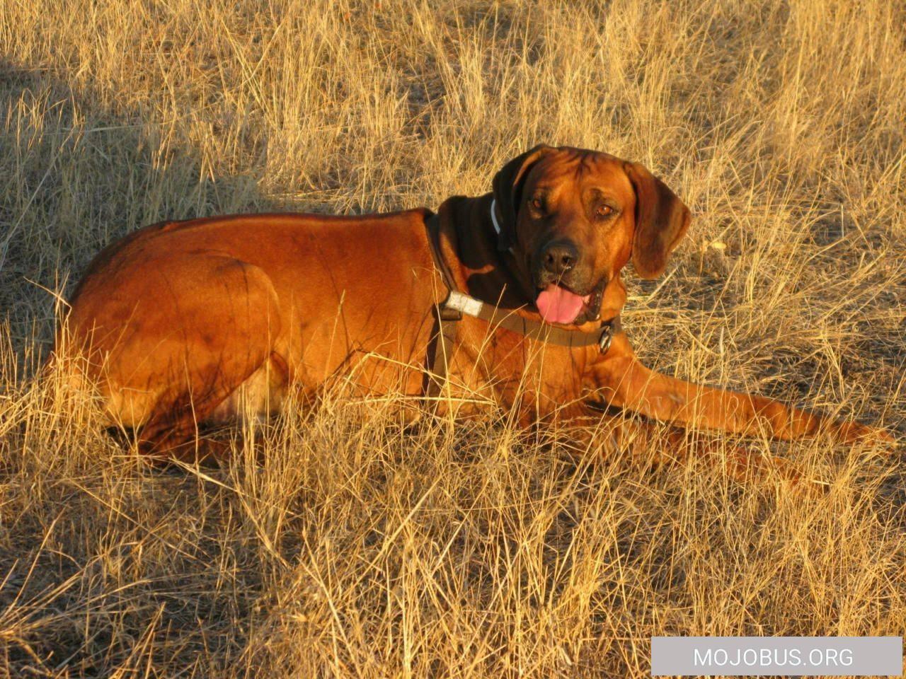Rhodesian Ridgeback am Stausee