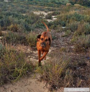 Sunnenuntergang mit Leon